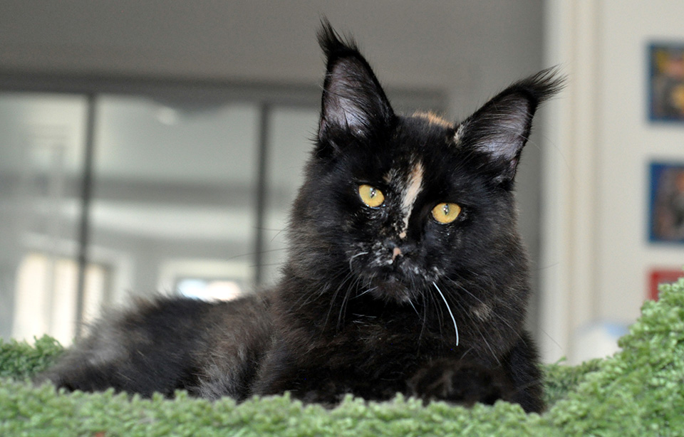 female, maine coon kitten