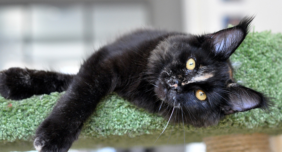 female, maine coon kitten