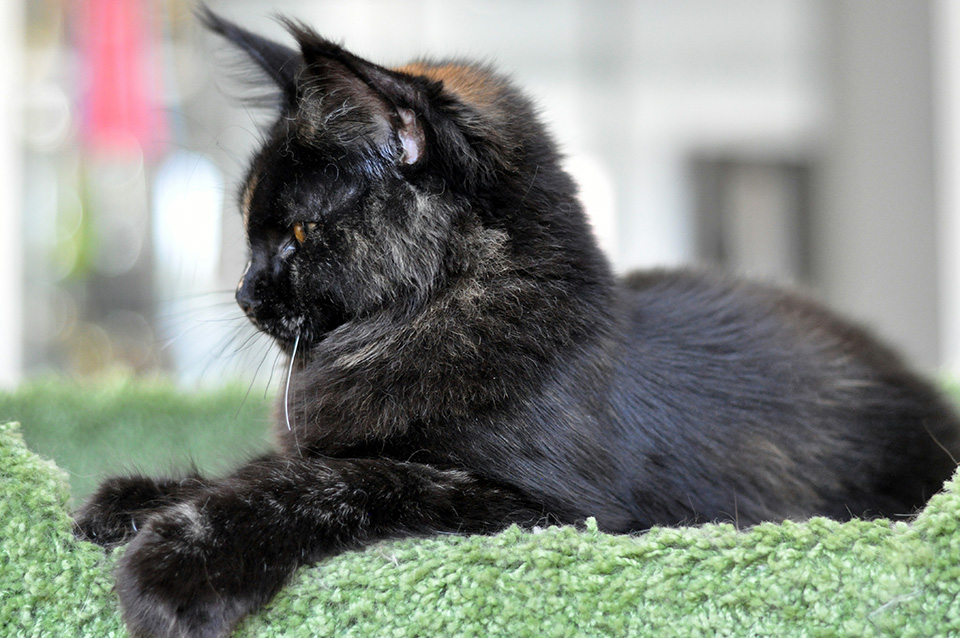 female, maine coon kitten