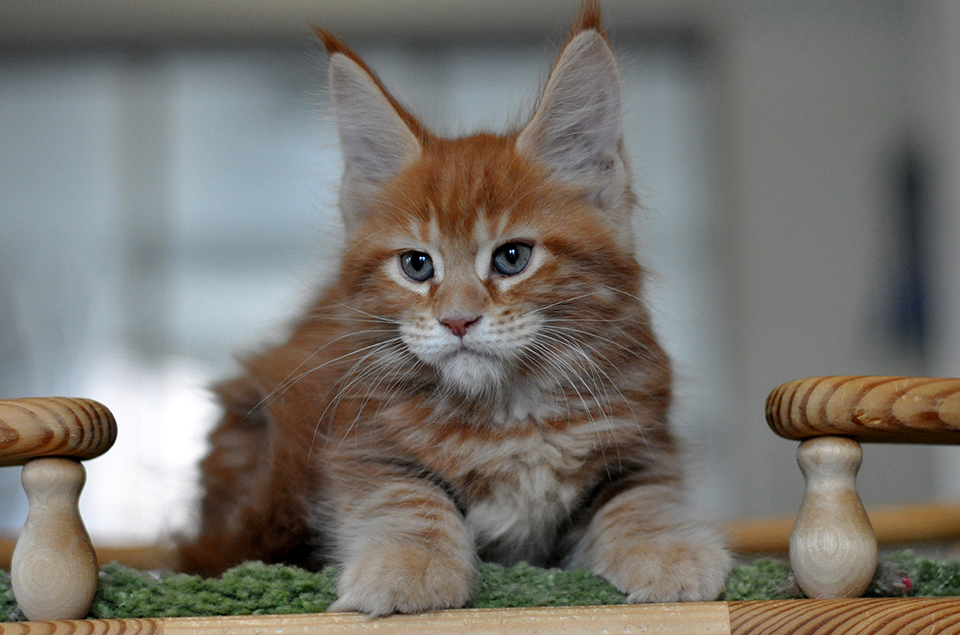 mainecoon red, kittens mainecoon