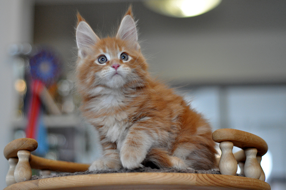 рыжий котенок мейн кун , питомник кошек Карамель