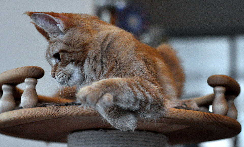 mainecoon kitten