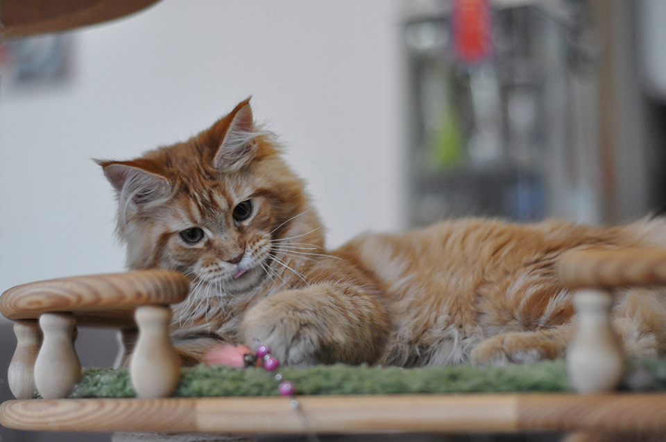 mainecoon kitten