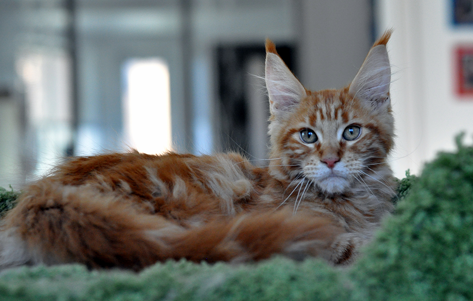 красный мраморный  мейн кун, maine coon kittes