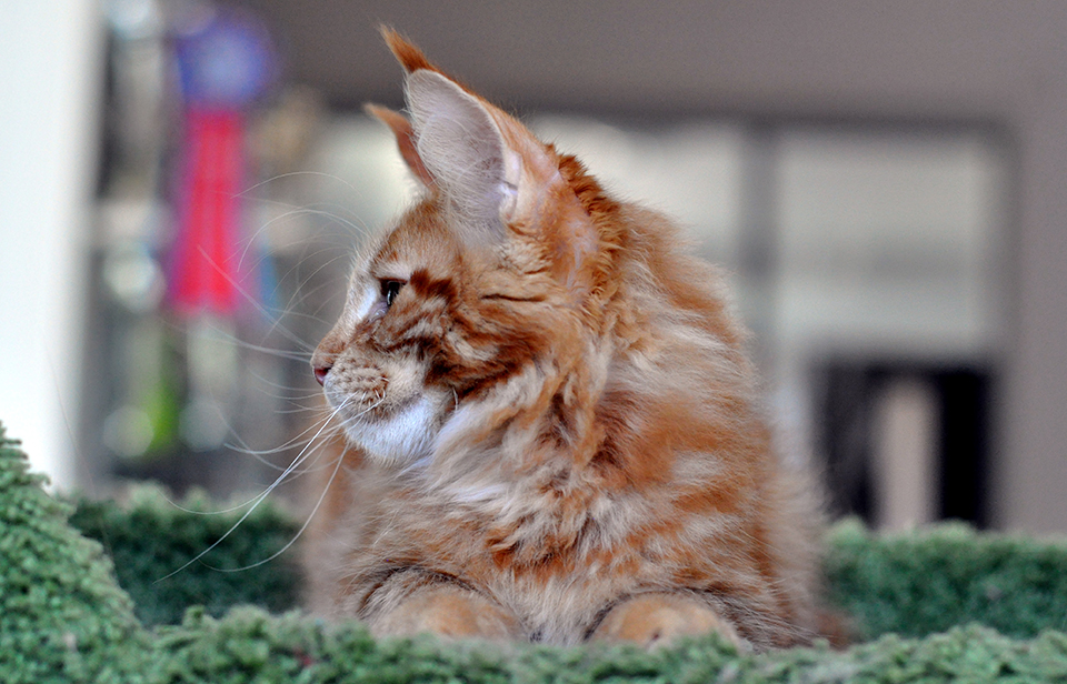 красный мраморный  мейн кун, maine coon kittes