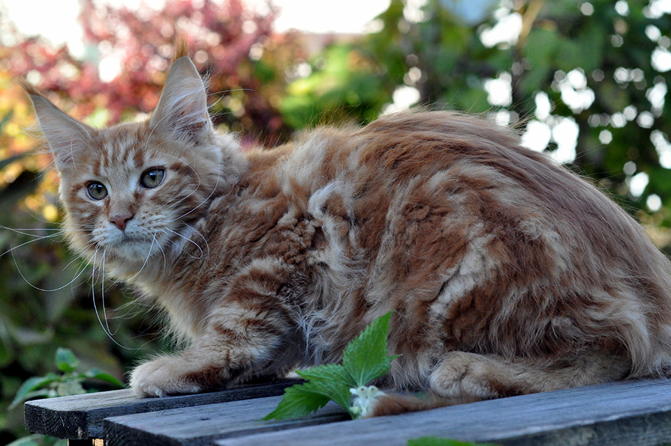 красный мраморный  мейн кун, maine coon kittes