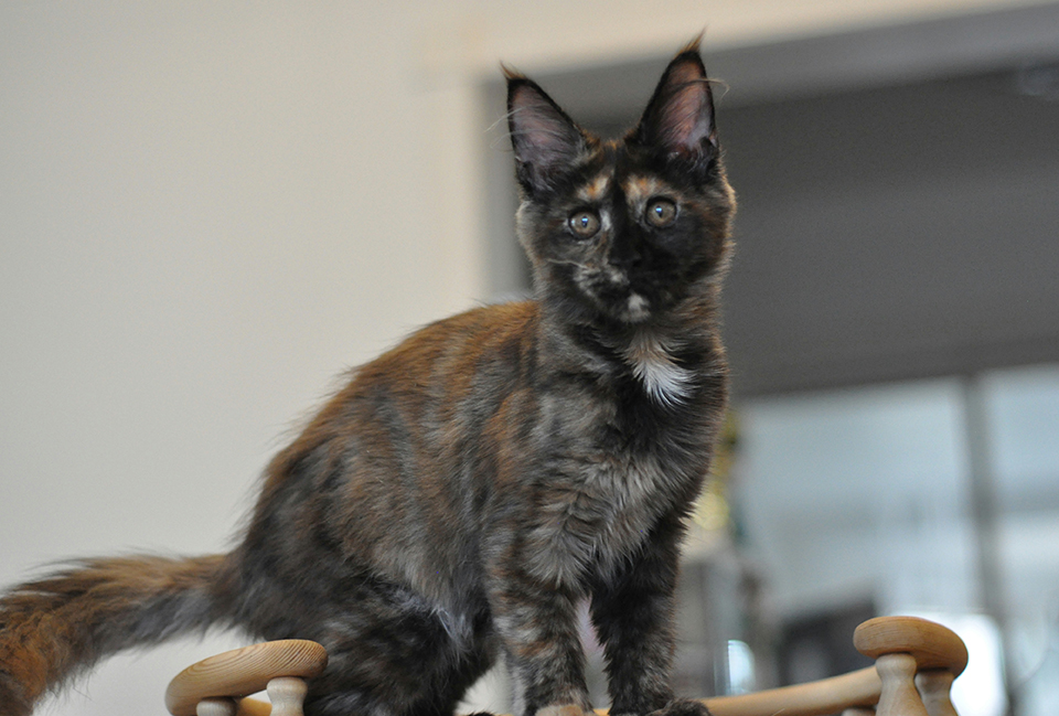 mainecoon kittens