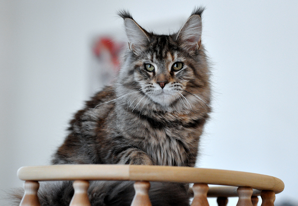 Helga, котенок мейн кун, кошечка, mainecoon kitten