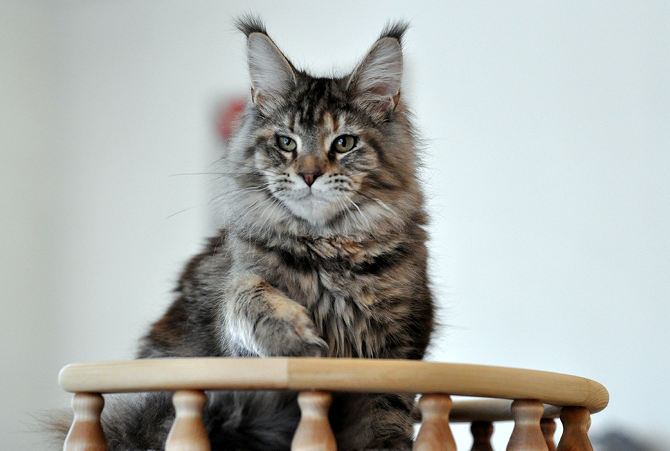 Helga, котенок мейн кун, кошечка, mainecoon kitten