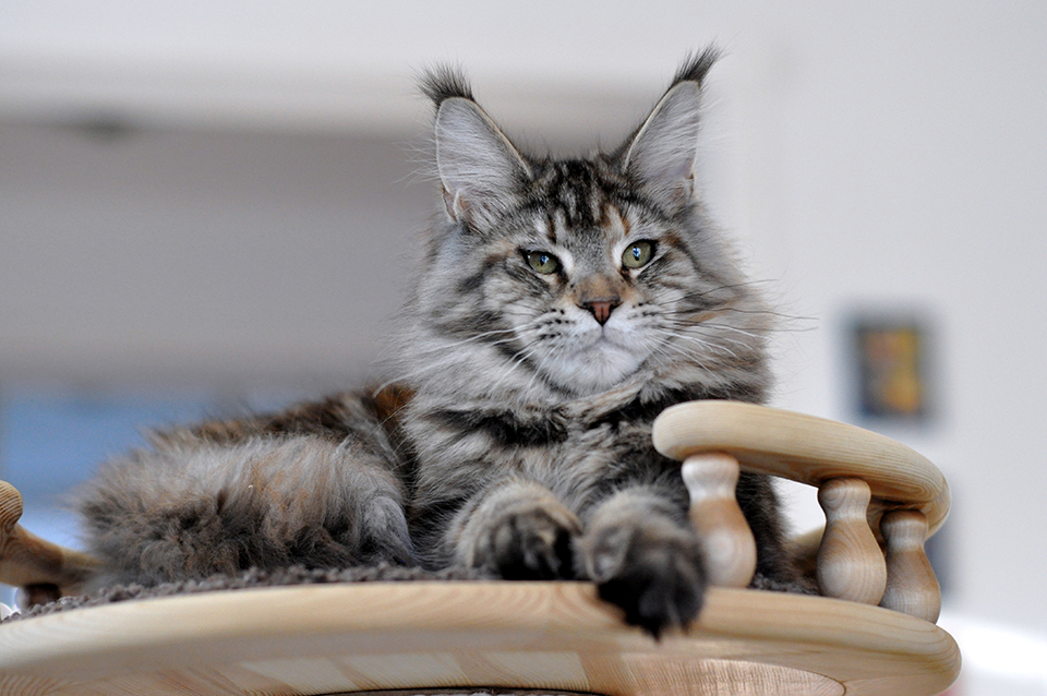 Helga, котенок мейн кун, кошечка, mainecoon kitten