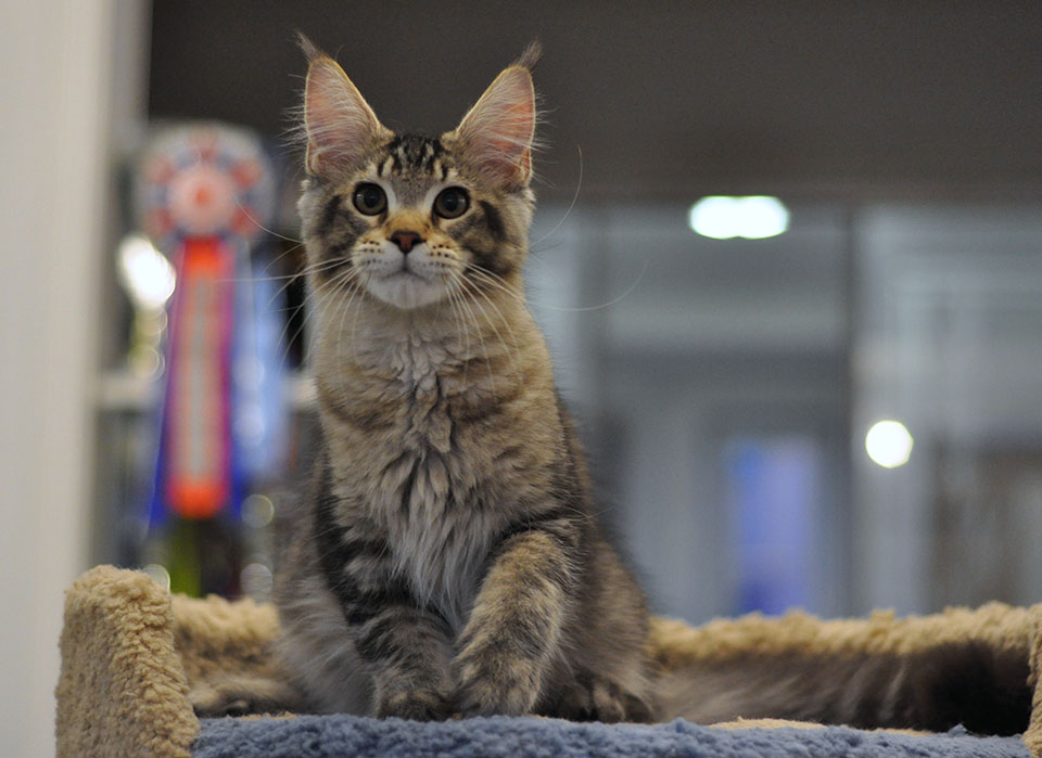 Caramel's Juudai! Котенок мейн кун, великолепного окраса, черный тикировнный на серебре!