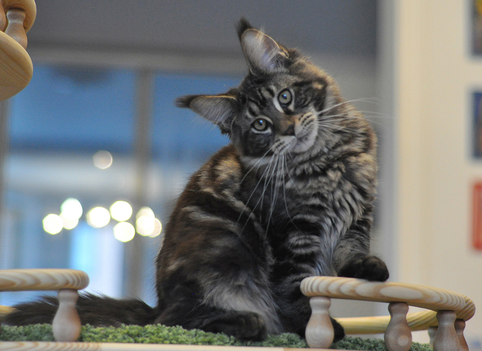 maine coon kittens