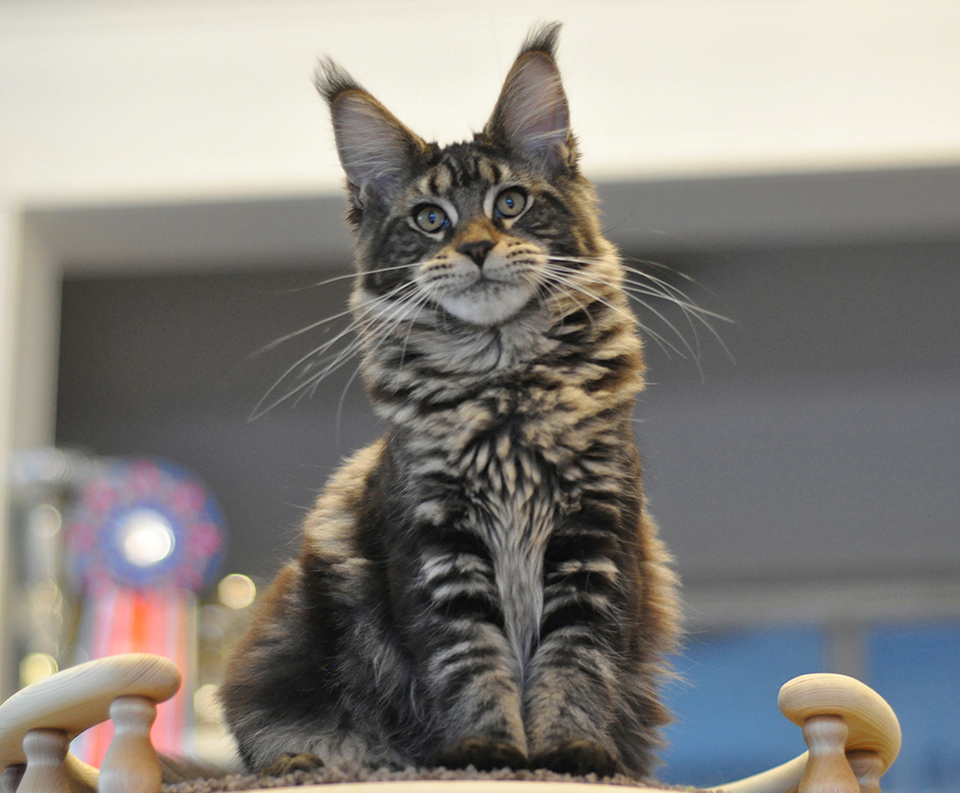 mainecoon kittans