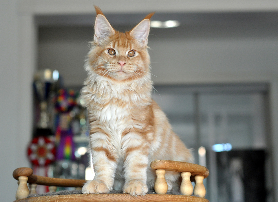 mainecoon kittens red