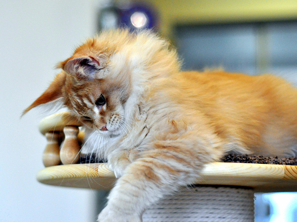 maine coon kittens