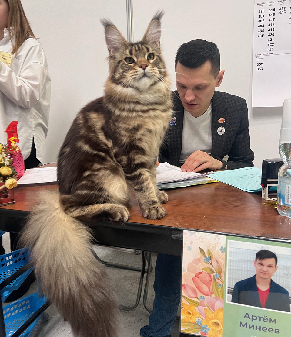 Spring Cat Show выставка кошек , мейн кун Ларго