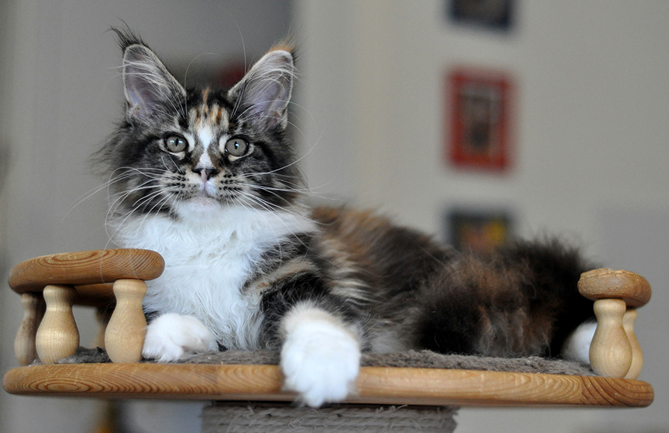 mainecoon kittens female