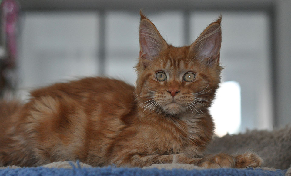 Caramel's Leopold, рыжий котенок мейн кун