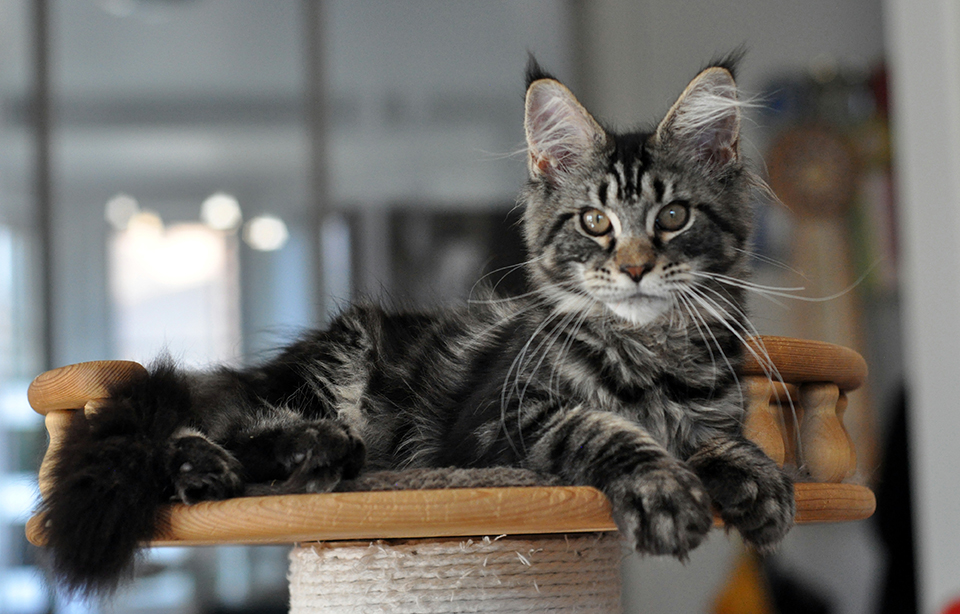 mainecoon kittens 