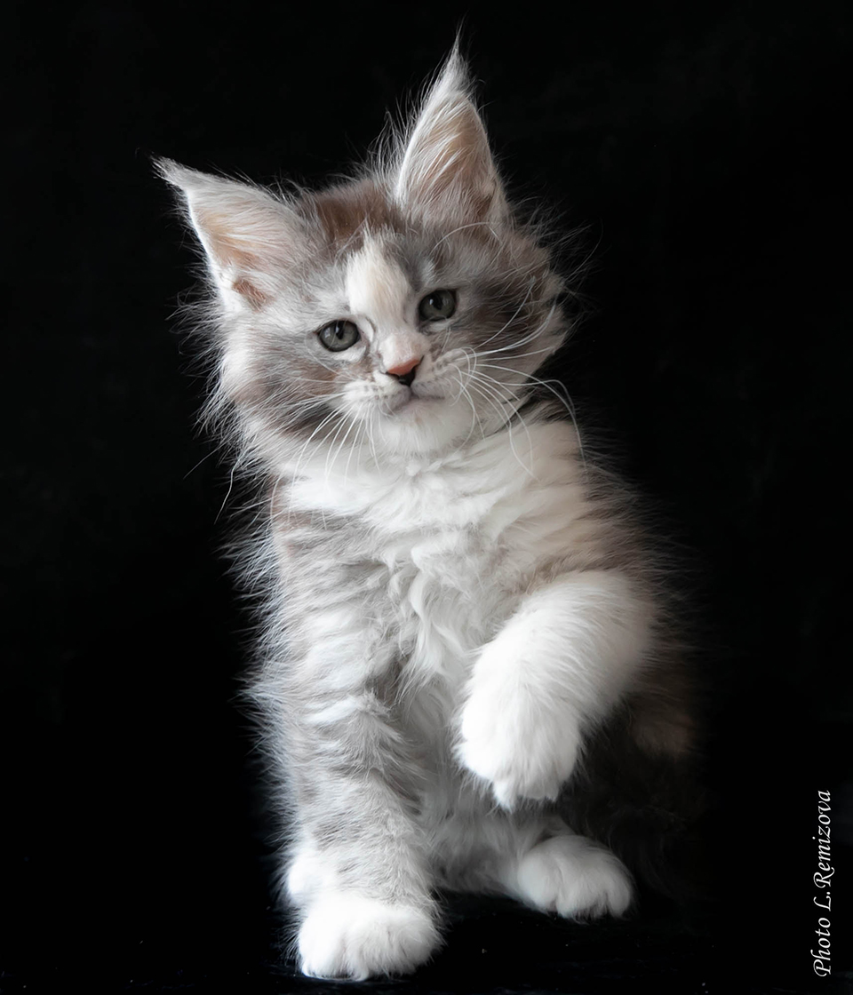 maine coon kitten fs22