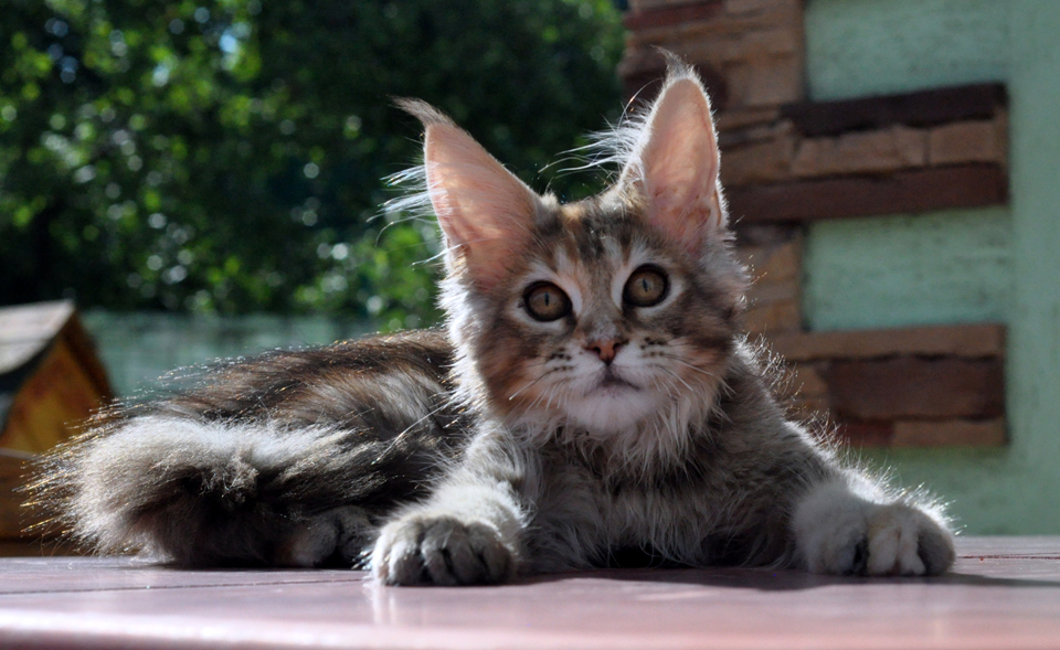 Caramel's Kalinka, female, maine coon, color f25