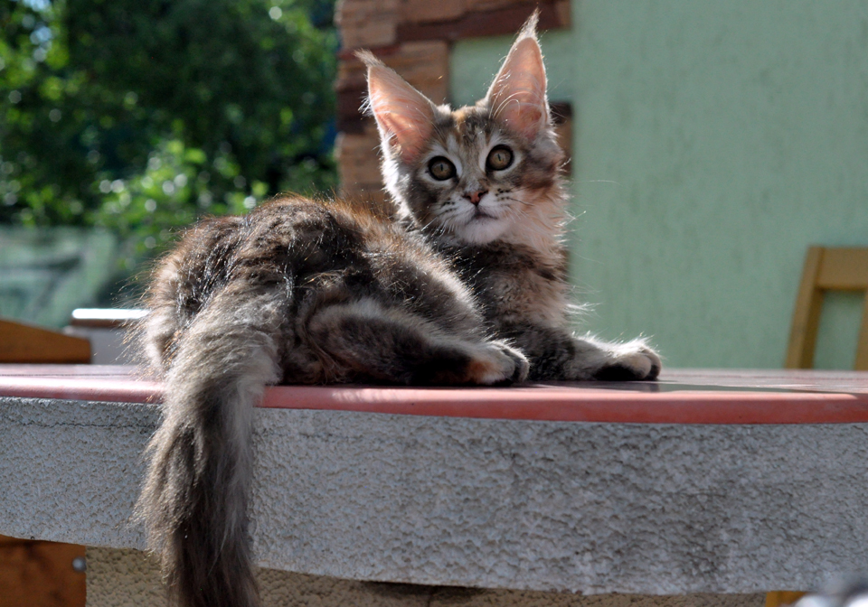 Caramel's Kalinka, female, maine coon, color f25