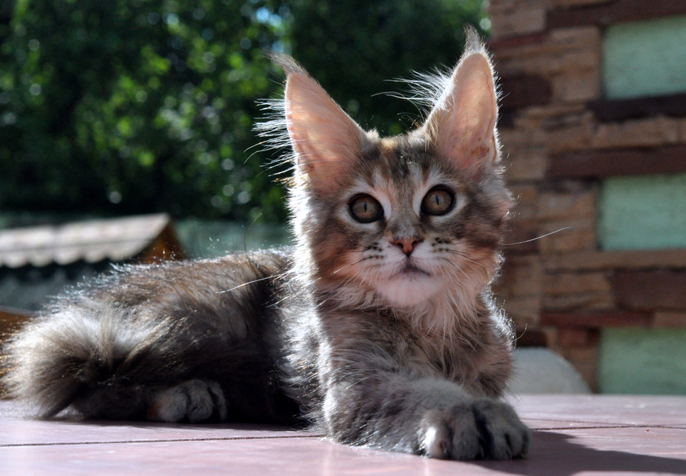 Caramel's Kalinka, female, maine coon, color f25