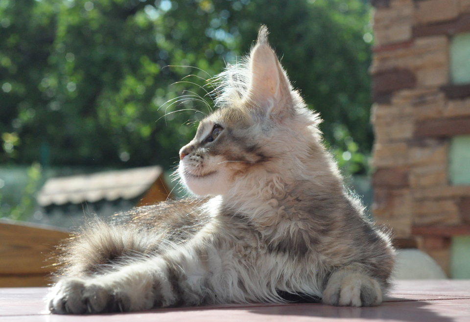 Caramel's Kalinka, female, maine coon, color f25