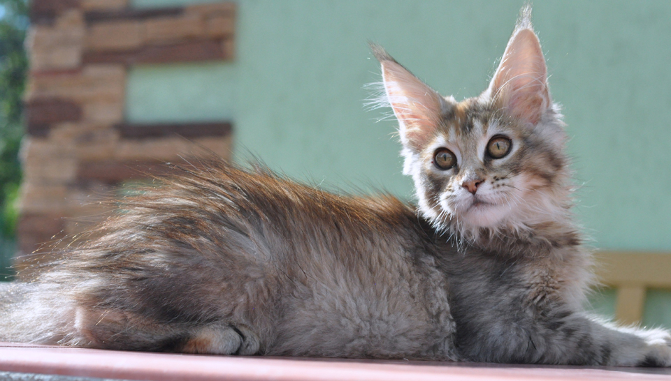 Caramel's Kalinka, female, maine coon, color f25