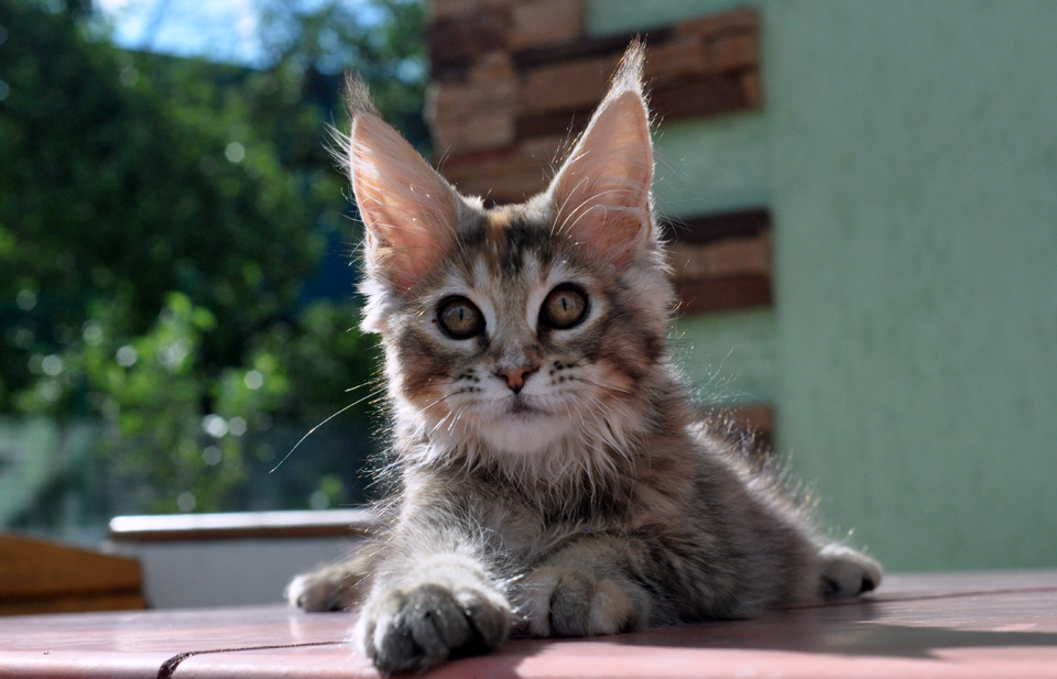 Caramel's Kalinka, female, maine coon, color f25