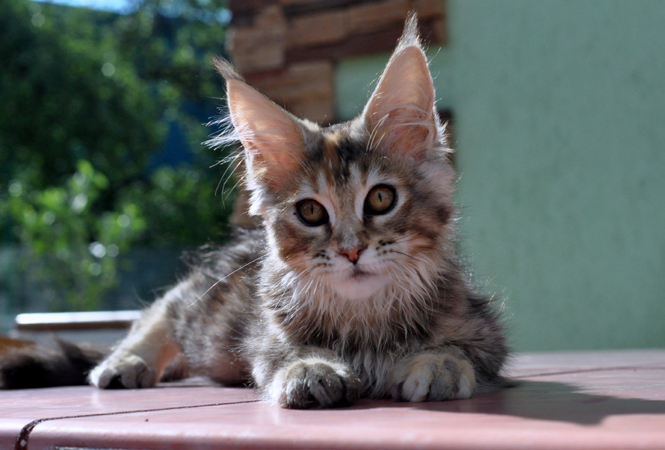 Caramel's Kalinka, female, maine coon, color f25