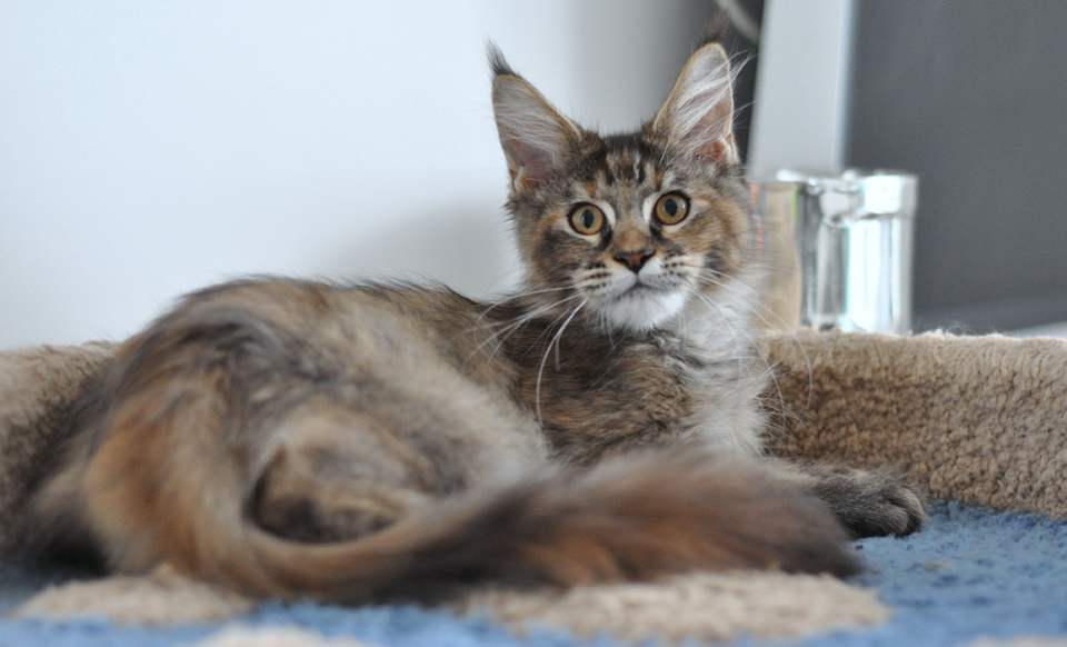 Caramel's Kenya, maine coon, color f 25!