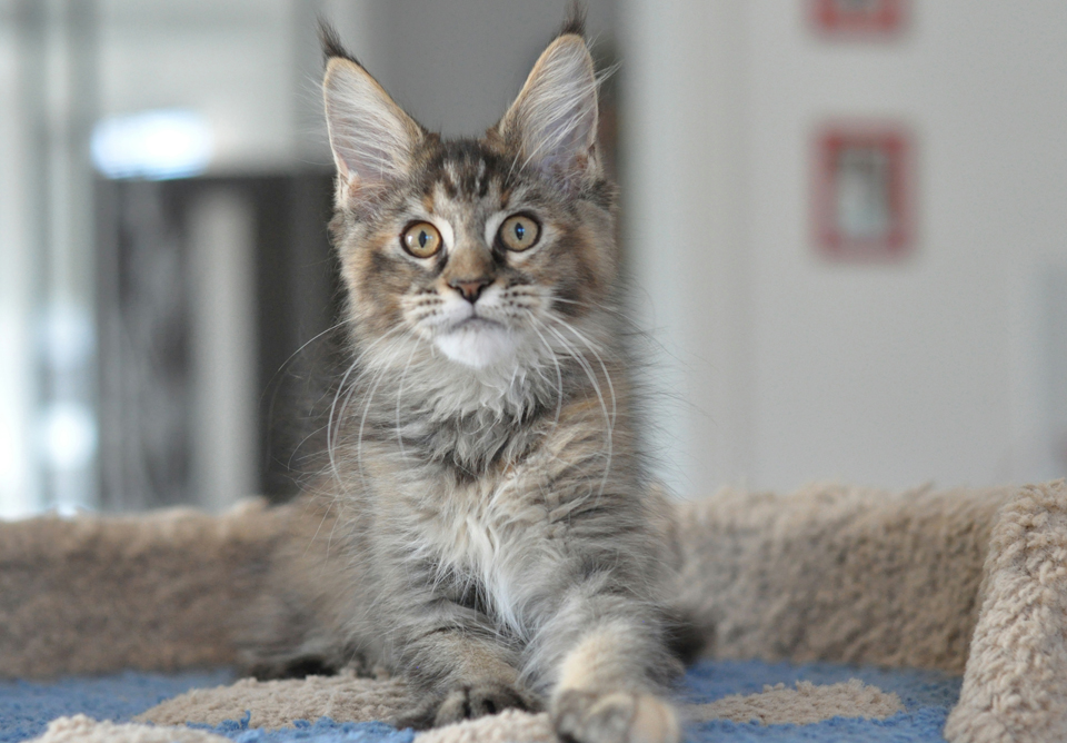 Caramel's Kenya, maine coon, color f 25!