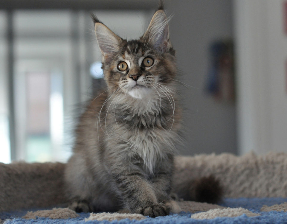 Caramel's Kenya, maine coon, color f 25!