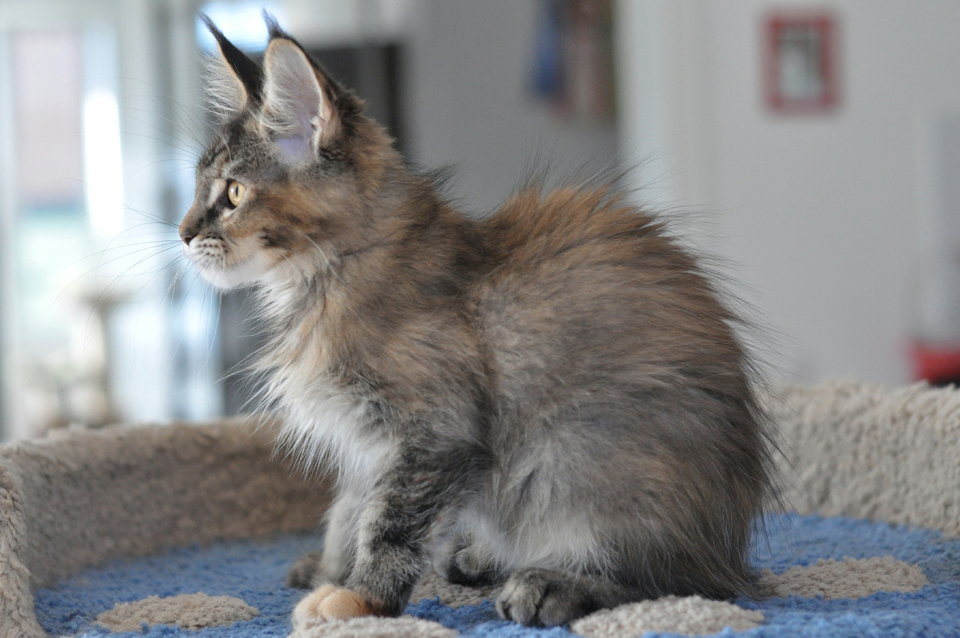 Caramel's Kenya, maine coon, color f 25!