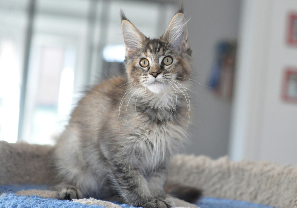 Caramel's Kenya, maine coon, color f 25!