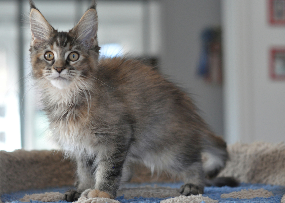 Caramel's Kenya, maine coon, color f 25!