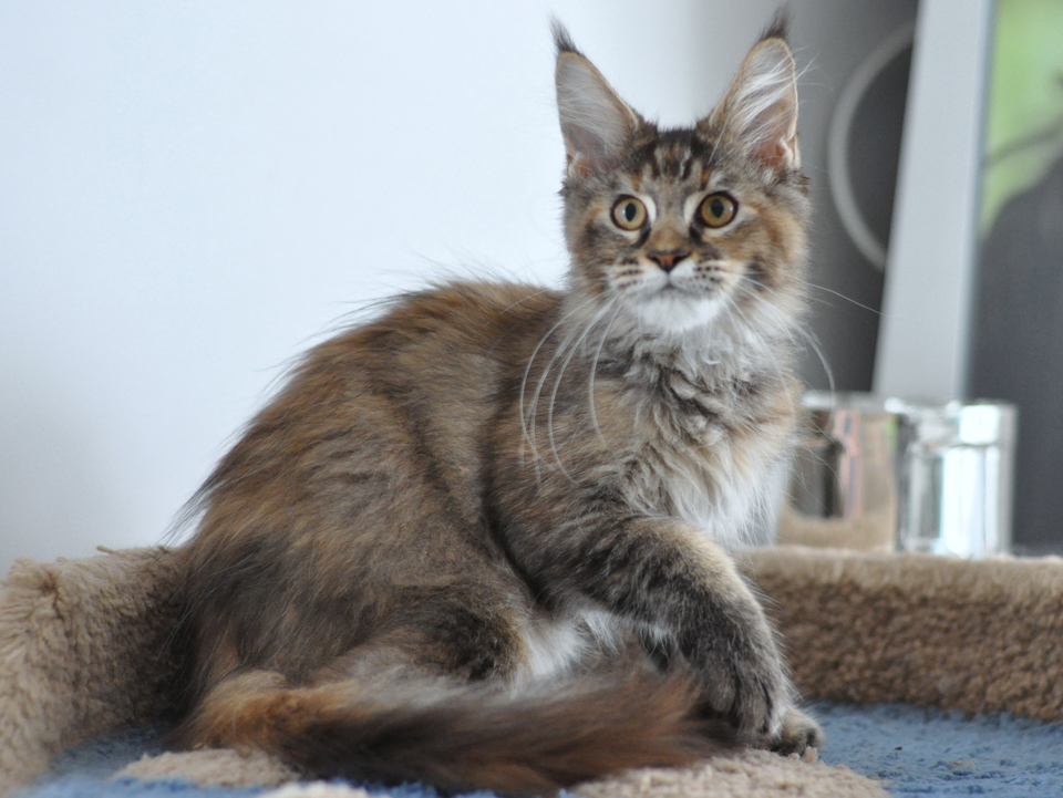 Caramel's Kenya, maine coon, color f 25!