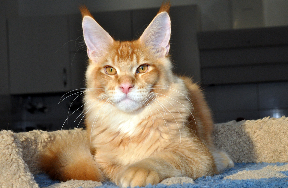 Caramel's Kotofey, red ticked kitten Maine Coo