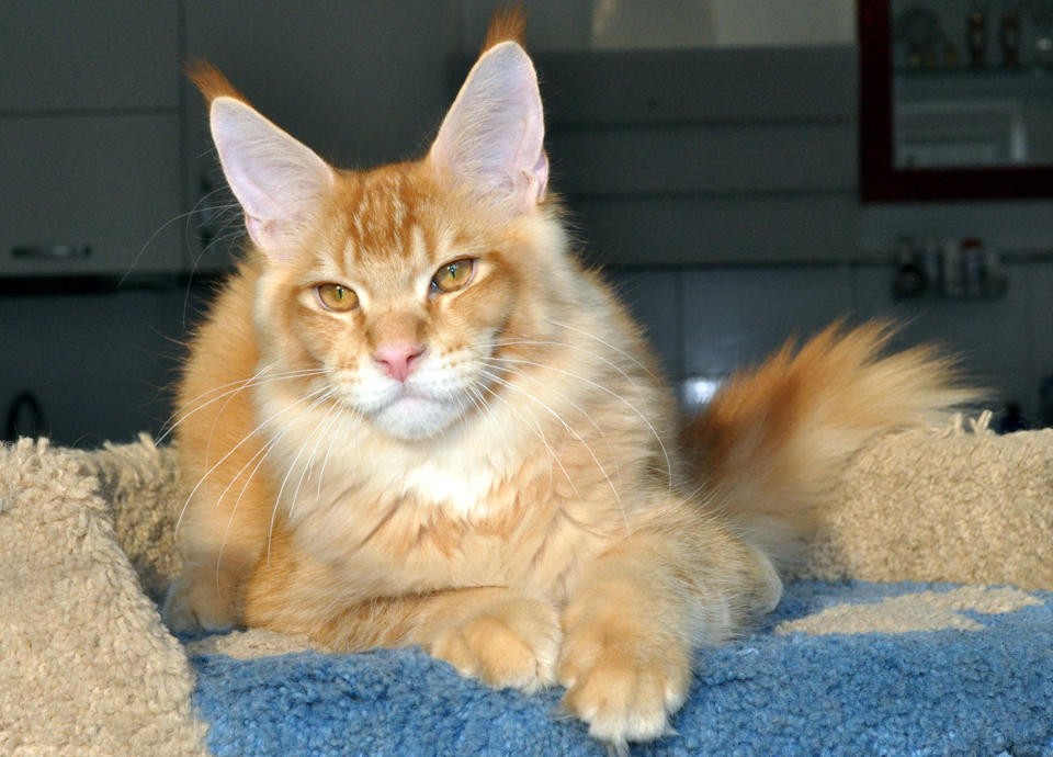 Caramel's Kotofey, red ticked kitten Maine Coo