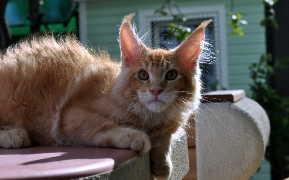 Caramel's Kotofey, red ticked kitten Maine Coon,