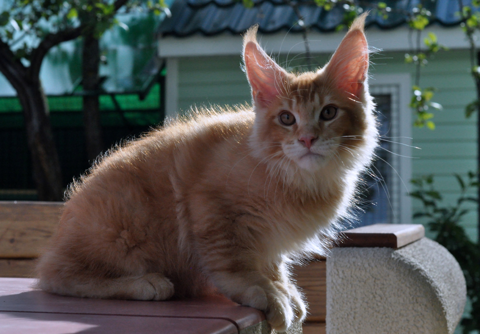 Caramel's Kotofey, red ticked kitten Maine Coon,