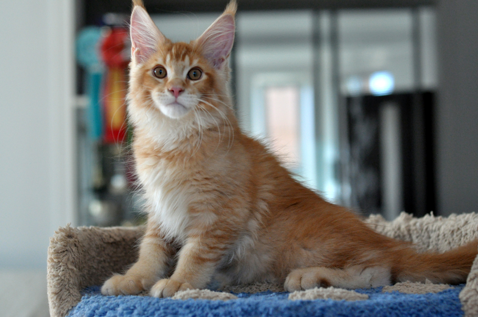 Caramel's Kotofey, red ticked kitten Maine Coon,