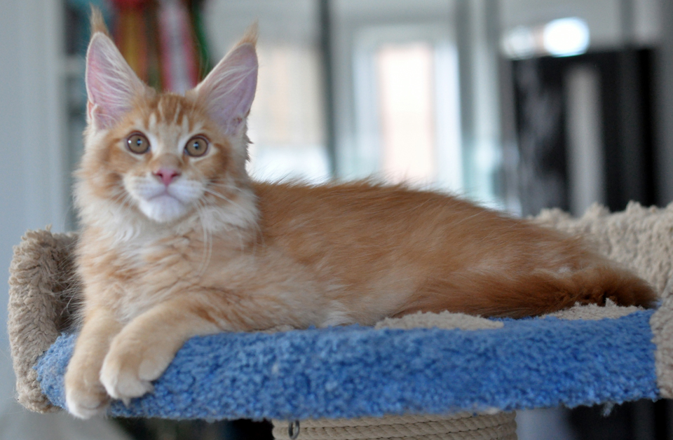 Caramel's Kotofey, red ticked kitten Maine Coon,