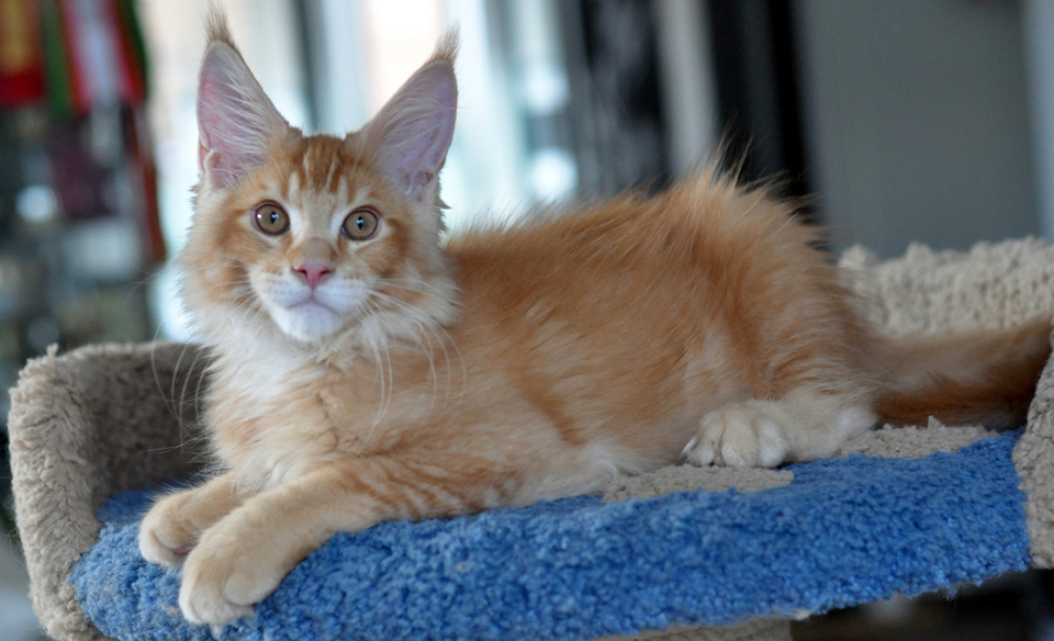 Caramel's Kotofey, red ticked kitten Maine Coon,