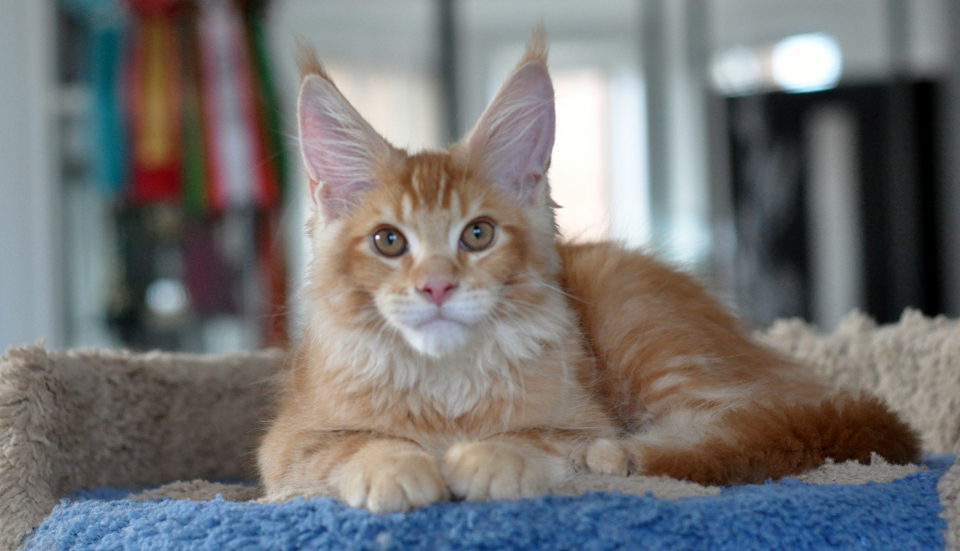 Caramel's Kotofey, red ticked kitten Maine Coon,