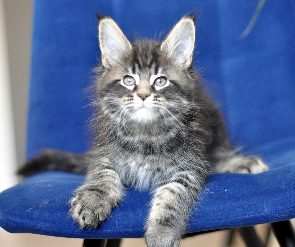 mainecoon kitten