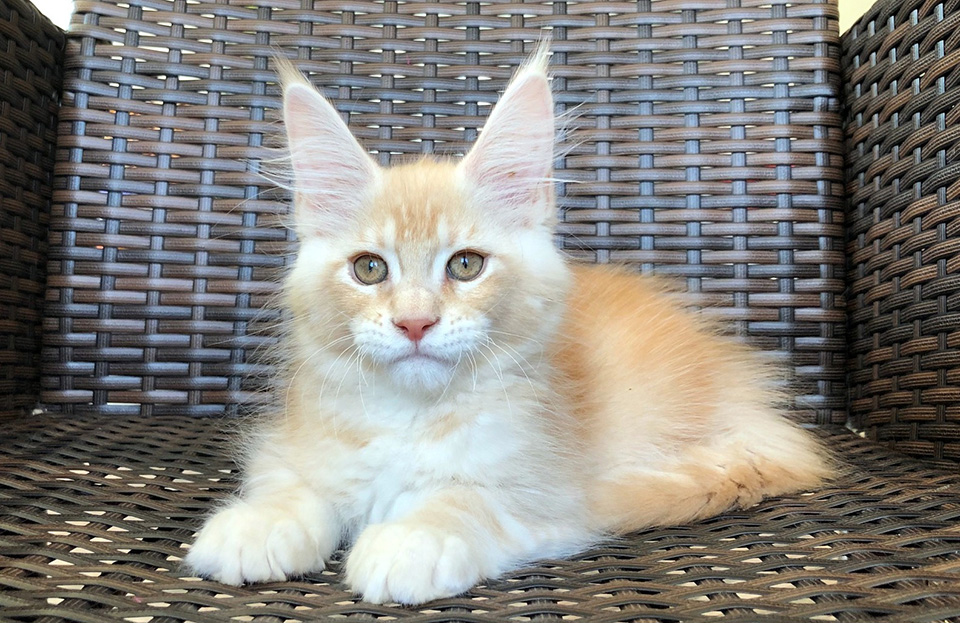 Caramel's Pedro, котенок мейн кун,фото