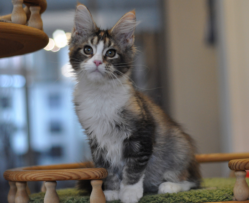 Raquel maine coon kitten