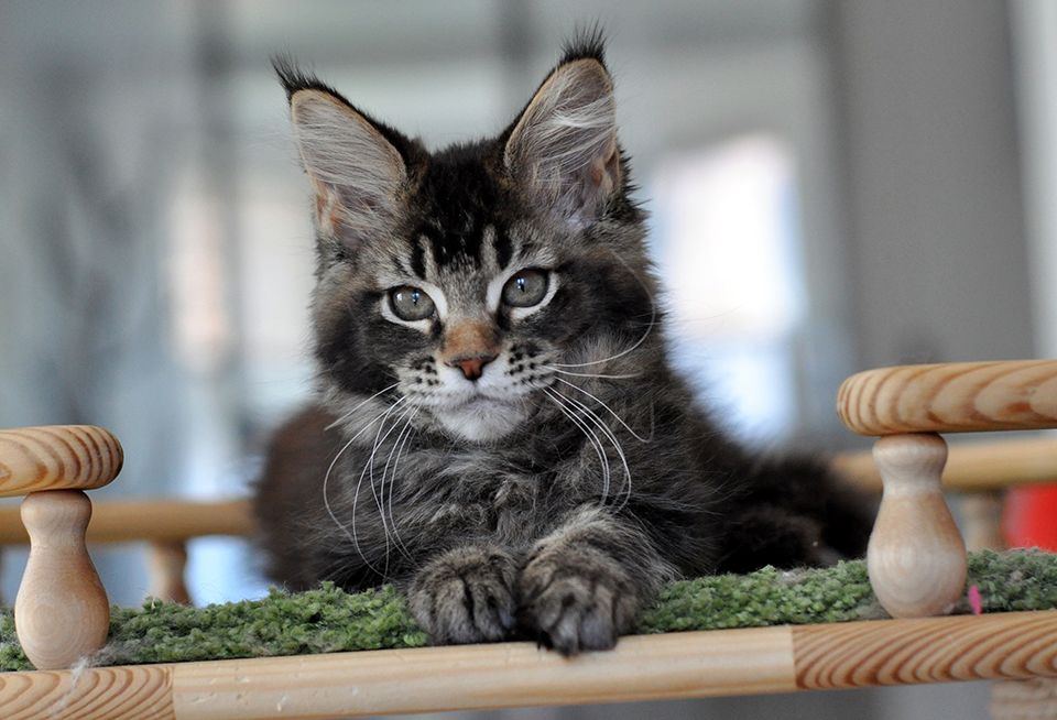 black ticked Maine Coon Caramel's Roma